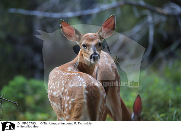 white-tailed deer / FF-05793