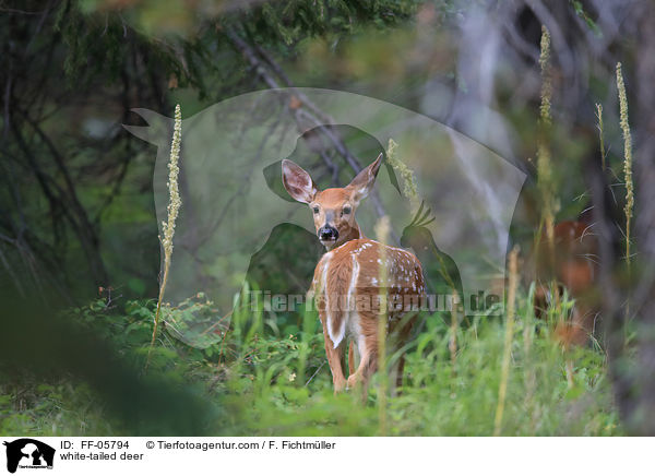 Weiwedelhirsch / white-tailed deer / FF-05794