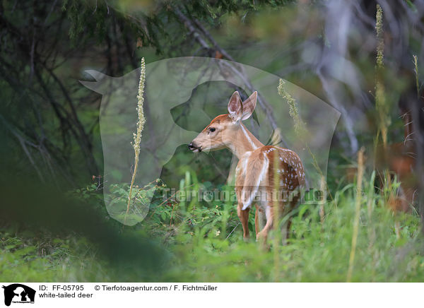Weiwedelhirsch / white-tailed deer / FF-05795
