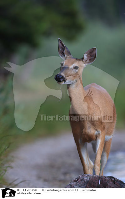Weiwedelhirsch / white-tailed deer / FF-05796