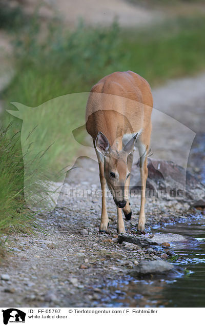 Weiwedelhirsch / white-tailed deer / FF-05797
