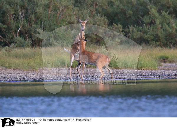 Weiwedelhirsche / white-tailed deer / FF-05801