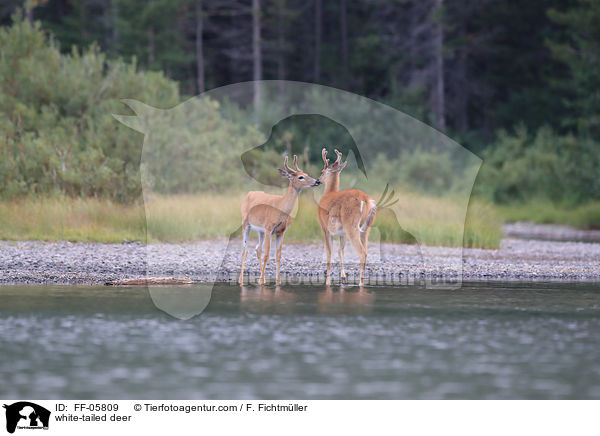 Weiwedelhirsche / white-tailed deer / FF-05809