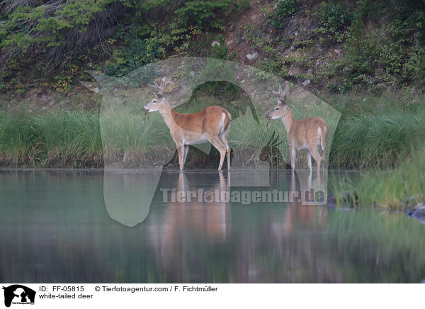 Weiwedelhirsche / white-tailed deer / FF-05815