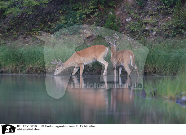 Weiwedelhirsche / white-tailed deer / FF-05816