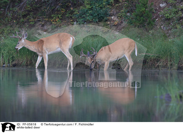 white-tailed deer / FF-05818