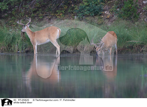 Weiwedelhirsche / white-tailed deer / FF-05820