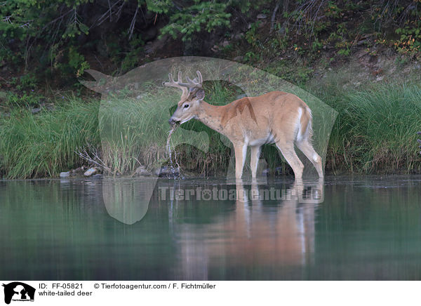 Weiwedelhirsch / white-tailed deer / FF-05821