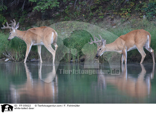 Weiwedelhirsche / white-tailed deer / FF-05822