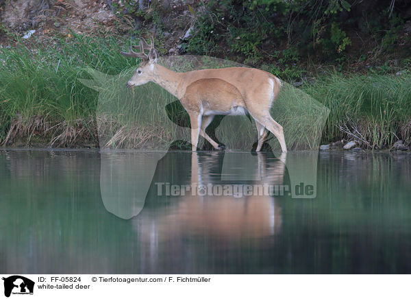 Weiwedelhirsch / white-tailed deer / FF-05824