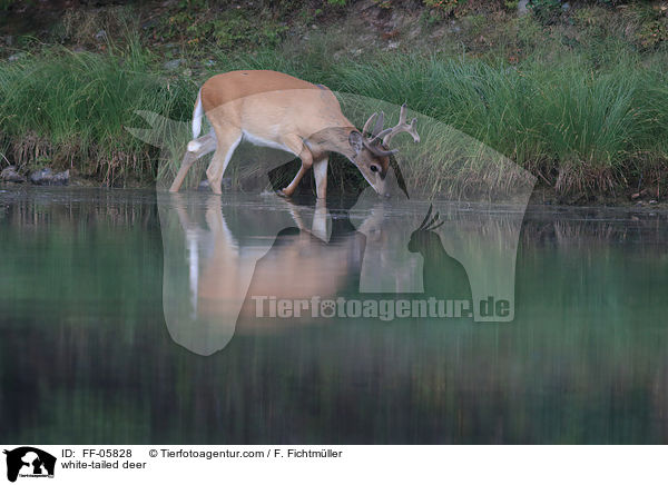 Weiwedelhirsch / white-tailed deer / FF-05828