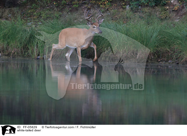 Weiwedelhirsch / white-tailed deer / FF-05829