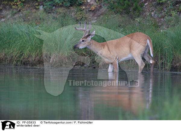 white-tailed deer / FF-05833