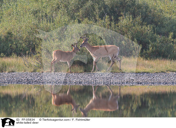 white-tailed deer / FF-05834