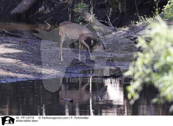 Weiwedelhirsch / white-tailed deer / FF-12716