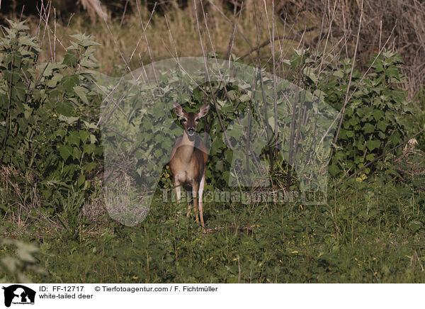 white-tailed deer / FF-12717