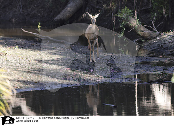 white-tailed deer / FF-12718