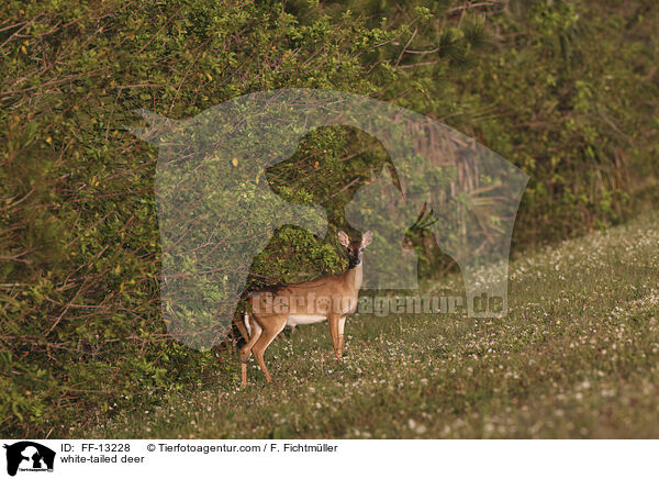 white-tailed deer / FF-13228