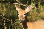 white-tailed deer