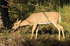 white-tailed deer