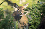 white-tailed deer