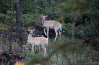 white-tailed deer