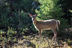 white-tailed deer