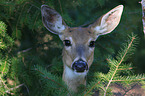 white-tailed deer