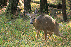 white-tailed deer