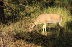 white-tailed deer