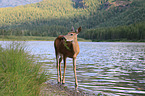 white-tailed deer