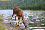 white-tailed deer