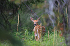 white-tailed deer