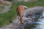 white-tailed deer