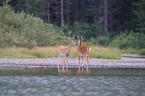 white-tailed deer