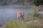 white-tailed deer