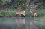 white-tailed deer