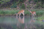 white-tailed deer