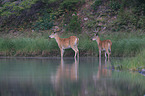 white-tailed deer