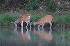 white-tailed deer