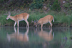 white-tailed deer