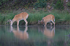 white-tailed deer