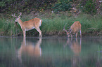 white-tailed deer