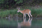 white-tailed deer