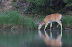 white-tailed deer