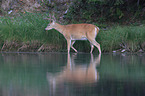 white-tailed deer