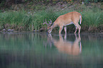 white-tailed deer