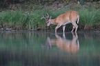 white-tailed deer