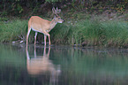 white-tailed deer