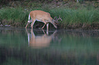 white-tailed deer